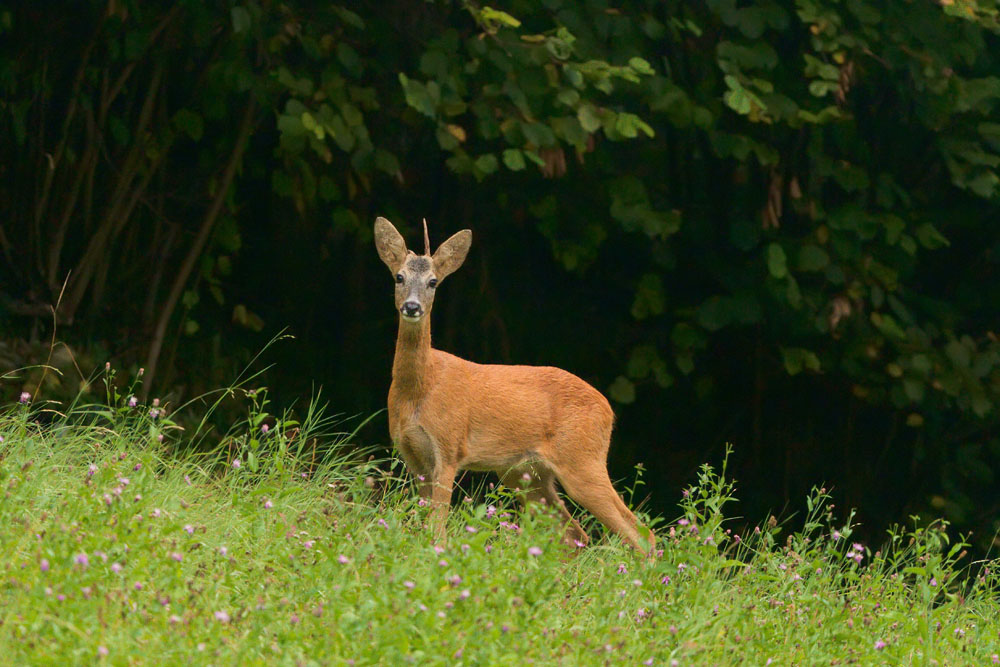 Fauna del parco, capriolo © Unicoletti