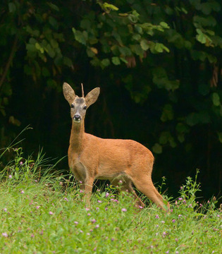Fauna del parco, capriolo © Unicoletti