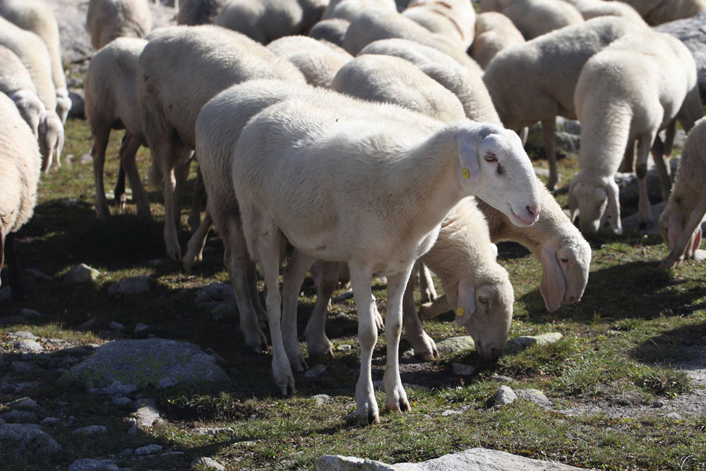 Fauna del parco, pecore © IV78X