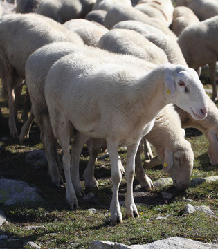 Fauna del parco, pecore © IV78X