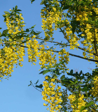 Flora del parco, maggiociondolo in fiore © nociveglia
