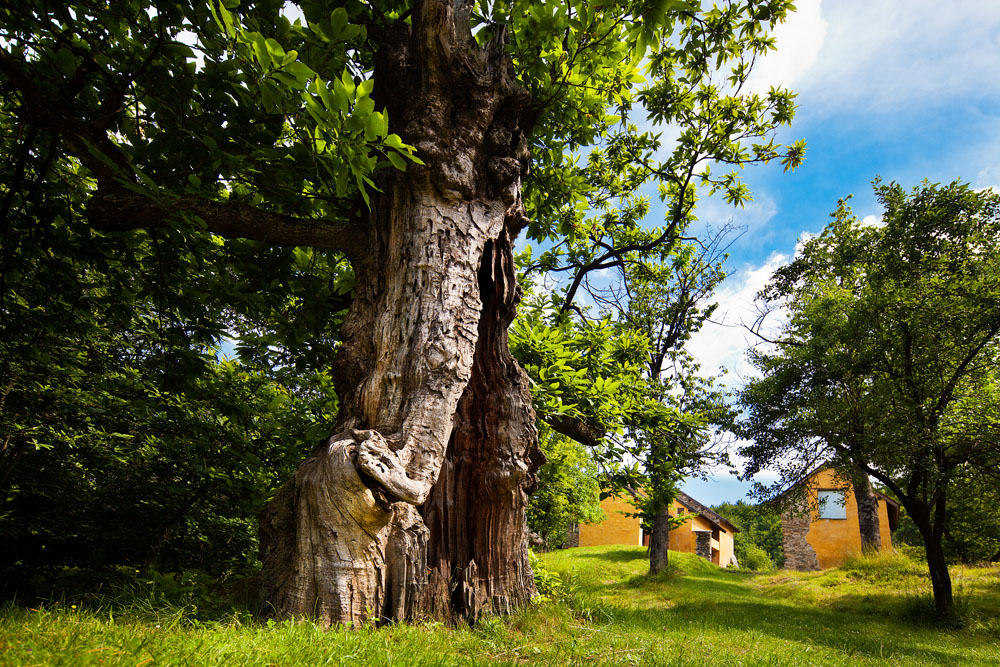 Parco Capanne di Marcarolo Castagno secolare nei pressi di Cascina Moglioni © Fiorenza Cicogna