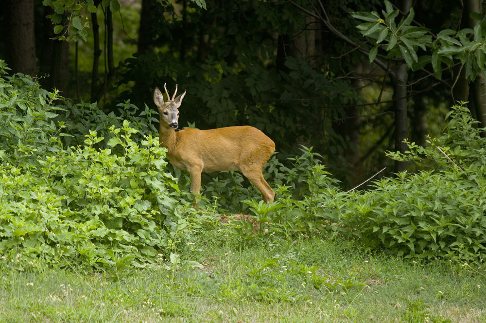 Parco Capanne di Marcarolo Un capriolo © M. Campora/Archivio Parco Naturale delle Capanne di Marcarolo