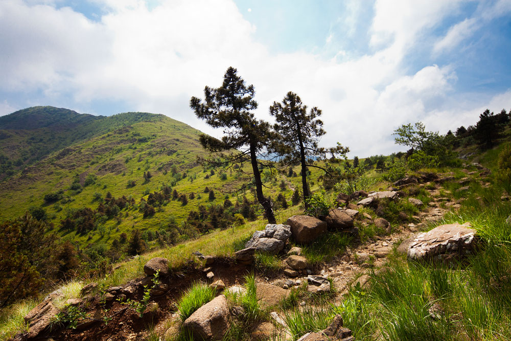 Parco Capanne di Marcarolo Pini sul sentiero del Monte Tobbio © Fiorenza Cicogna