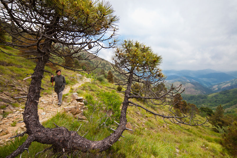 Parco Capanne di Marcarolo Pini sul sentiero del Monte Tobbio © Fiorenza Cicogna