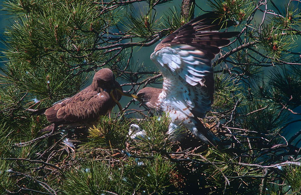 Parco Capanne di Marcarolo Una famiglia di Bianconi intorno al nido © Archivio Parco Naturale delle Capanne di Marcarolo