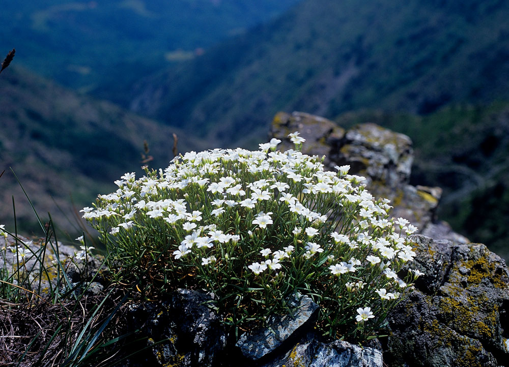 Parco Capanne di Marcarolo Il Cerastium Utriense © Archivio Parco Naturale delle Capanne di Marcarolo