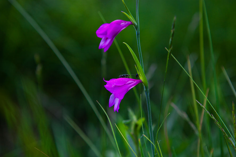 Parco Capanne di Marcarolo Il Gladiolo Palustre nel sentiero del Gorzente © Fiorenza Cicogna