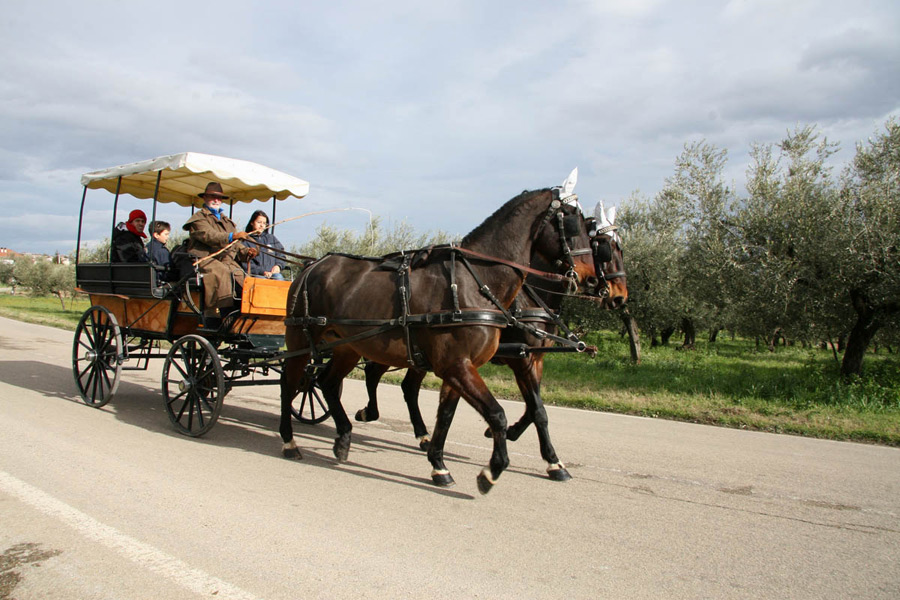 Loreto Aprutino In carrozza tra gli ulivi © Pasquale Chiappini
