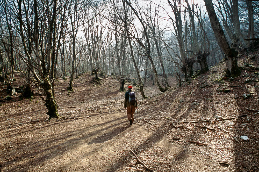 Lucretili Salita nella faggeta verso la vetta di Monte Gennaro © Fabrizio Ardito