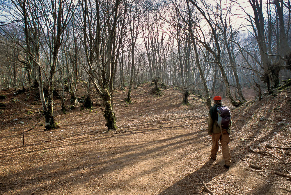 Lucretili Salita nella faggeta verso la vetta di Monte Gennaro © Fabrizio Ardito