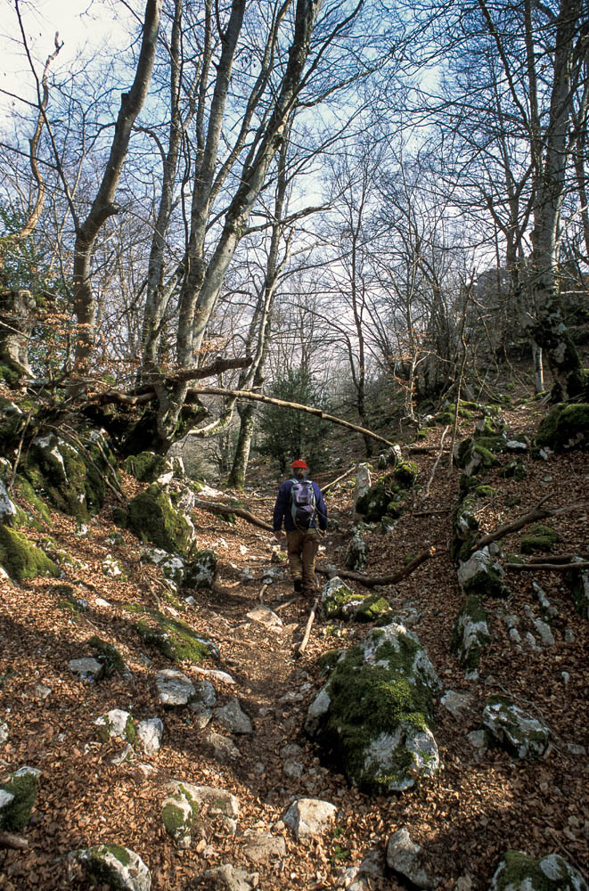 Lucretili Salita nella faggeta verso la vetta di Monte Gennaro © Fabrizio Ardito