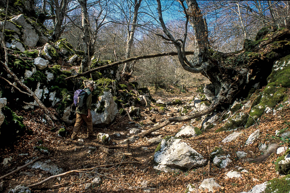 Lucretili Salita nella faggeta verso la vetta di Monte Gennaro © Fabrizio Ardito