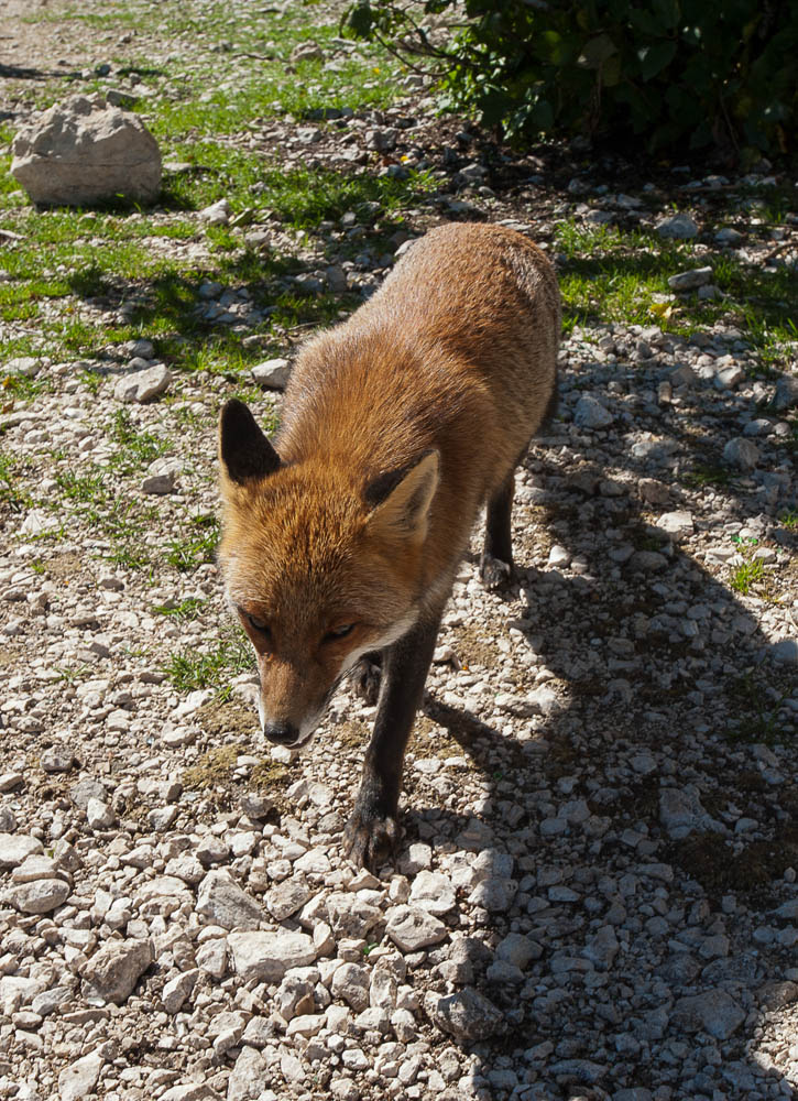 Lucretili Volpe sui monti Lucretili © Fabrizio Ardito