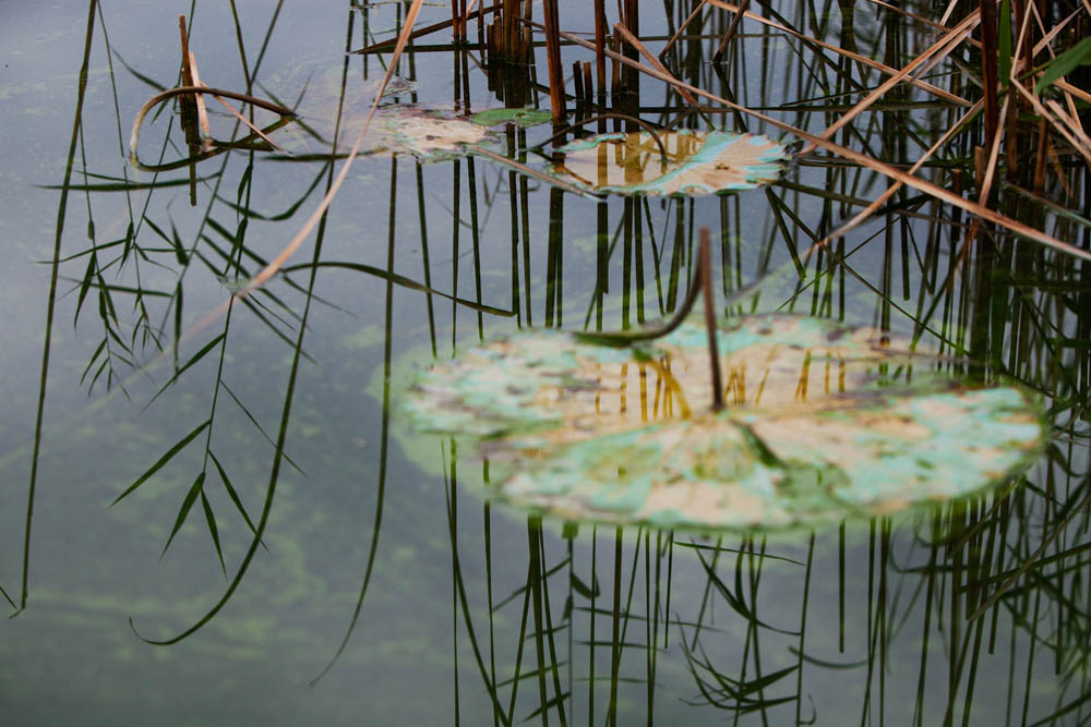 Lago di Comabbio ©Fiorenza Cicogna
