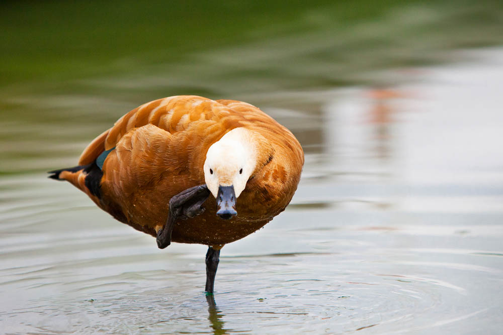 Lago di Monate, la fauna avicola ©Fiorenza Cicogna