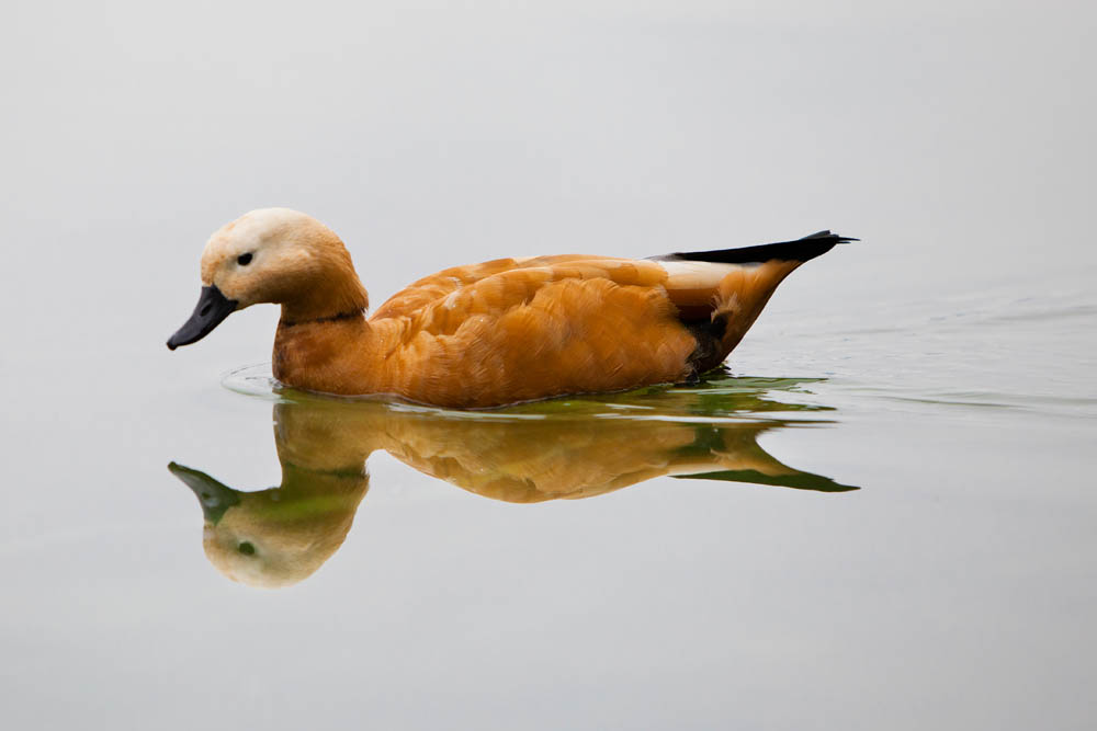 Lago di Monate, la fauna avicola ©Fiorenza Cicogna