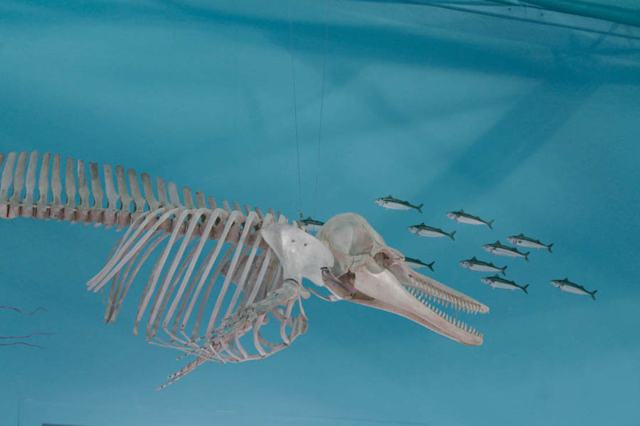 Torre Cerrano Museo del Mare © Elio Torlontano