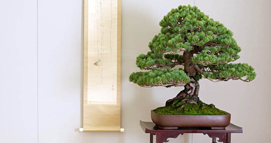 Pescia Una pianta del Museo del Bonsai © Franchi Bonsai
