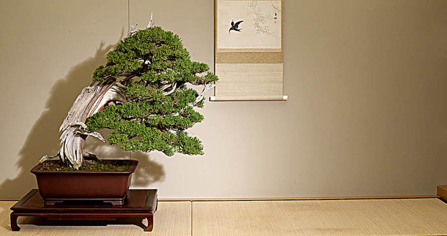 Pescia Una pianta del Museo del Bonsai © Franchi Bonsai