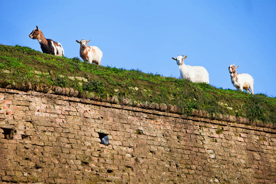 Pizzighettone Capre al pascolo sulle mura di Pizzighettone © Fiorenza Cicogna