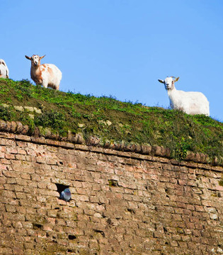 Pizzighettone Capre al pascolo sulle mura di Pizzighettone © Fiorenza Cicogna