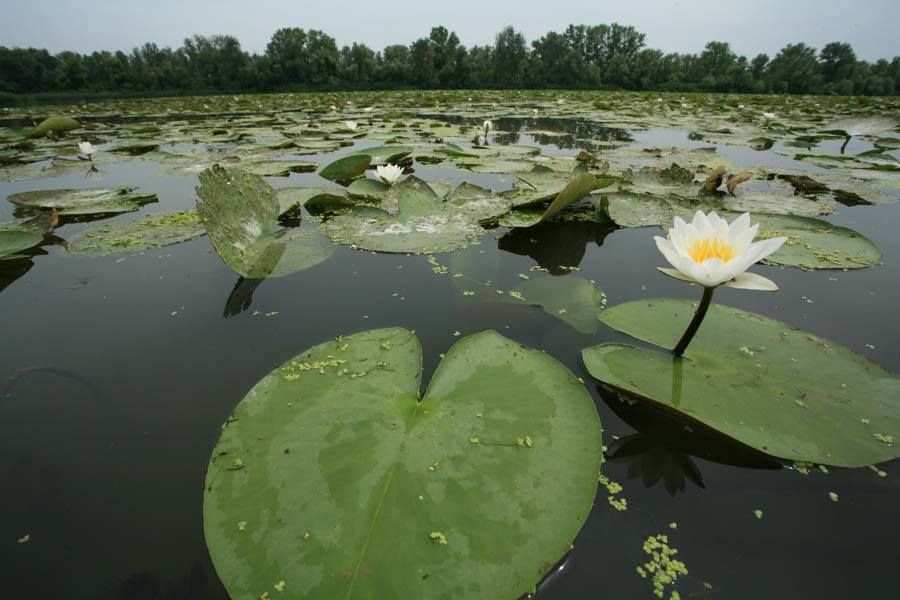 Argenta Il lamineto a ninfee bianche © Archivio Provincia di Ferrara / Foto di Sergio Stignani