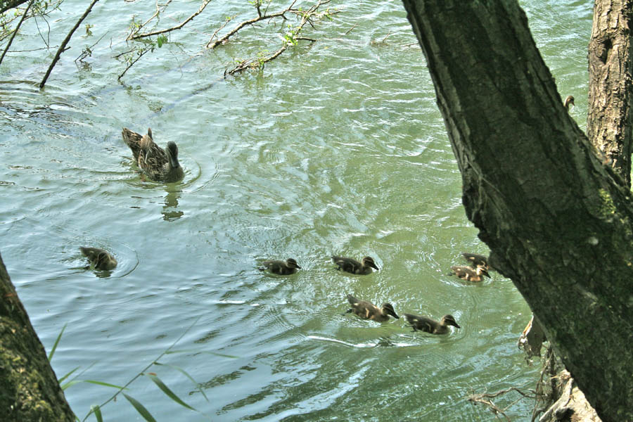 Groppello d'Adda Veduta sul fiume ©Cinzia Rando