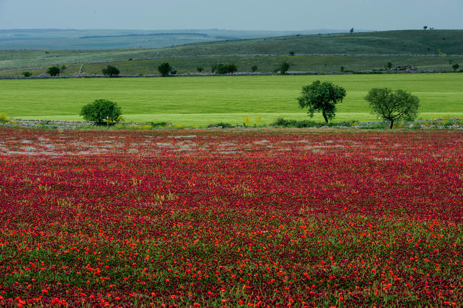 Alta Murgia Fioriture primaverili sull'Alta Murgia © Viaggiareinpuglia.it, foto Vanda Biffani