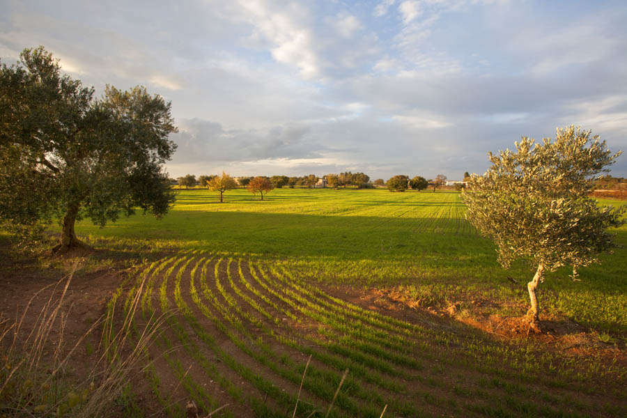 Alta Murgia Coltivazioni sull'Alta Murgia © Viaggiareinpuglia.it, foto Carlos Solito