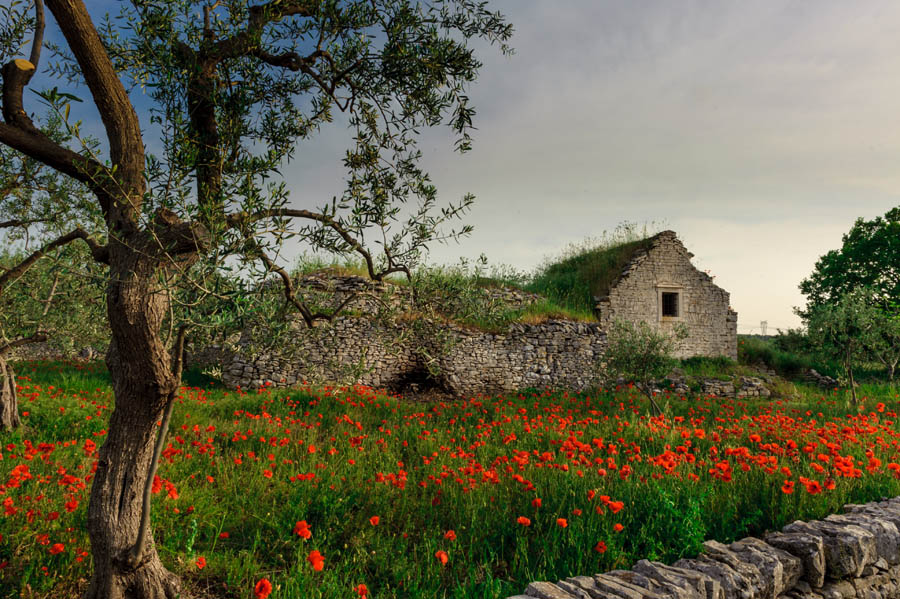 Alta Murgia Ruderi di antiche costruzioni di pietra sull'Alta Murgia © Viaggiareinpuglia.it, foto Vanda Biffani