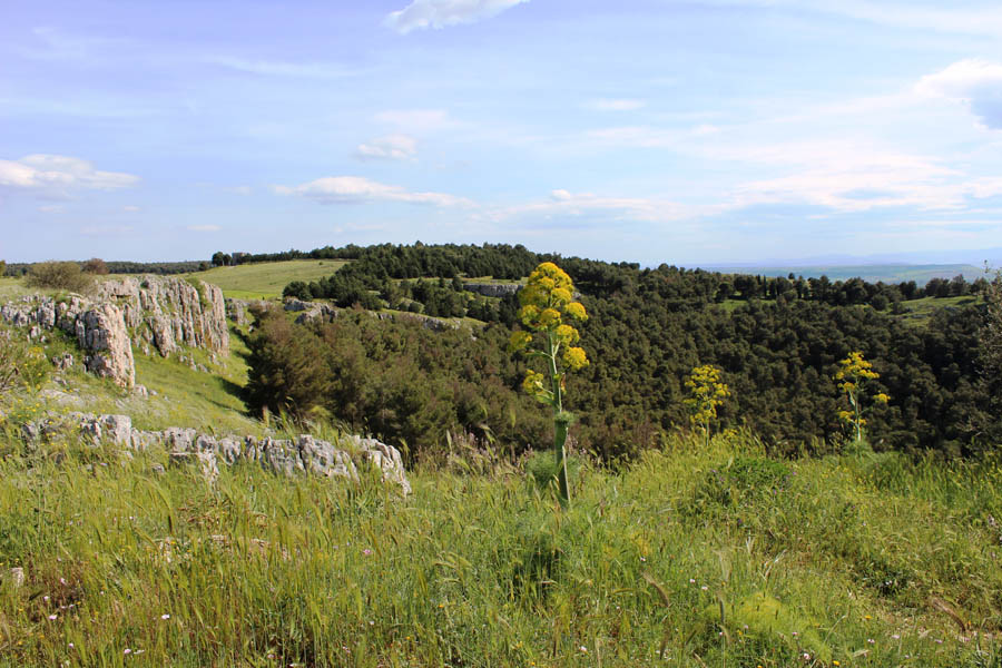 Alta Murgia Il pulicchio di Gravina in Puglia © Marcello Benevento
