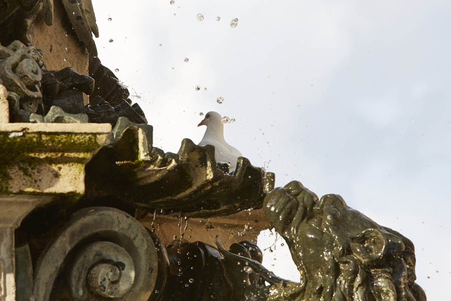Faenza La fontana di Piazza. Particolare © Fiorenza Cicogna