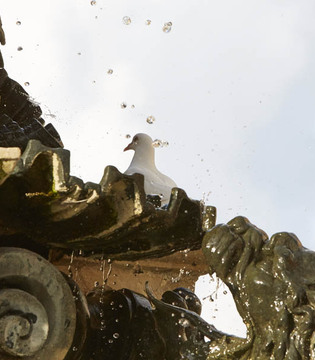 Faenza La fontana di Piazza. Particolare © Fiorenza Cicogna