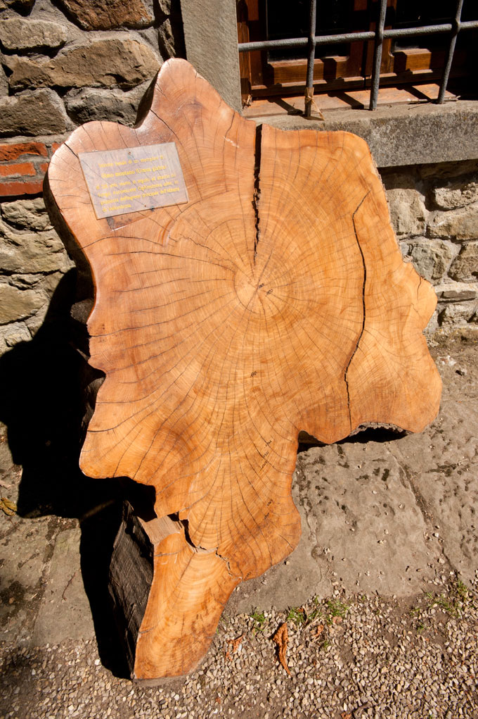 Vallombrosa Sezione storica di tronco © Fabrizio Ardito