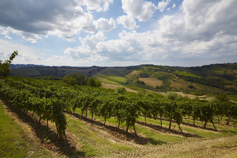 Terme di Riolo Paesaggio con vigneti © Fiorenza Cicogna
