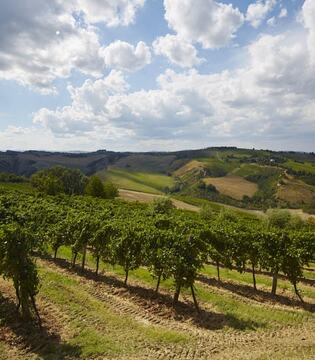 Terme di Riolo Paesaggio con vigneti © Fiorenza Cicogna