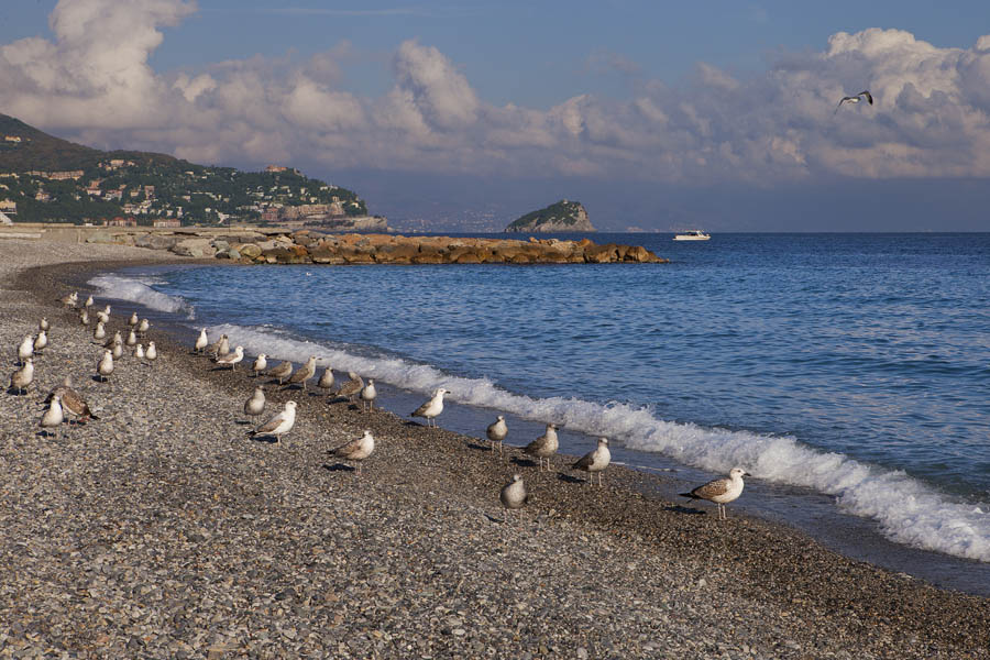 Noli Spiaggia e Isola di Bergeggi © Fiorenza Cicogna
