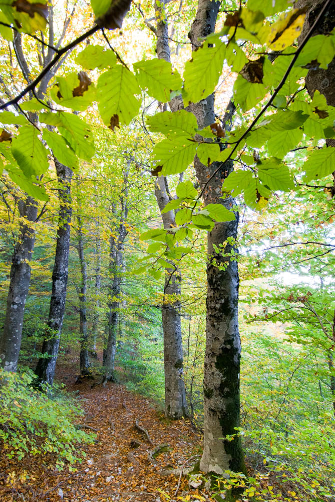La faggeta del monte Faito © Natalino Russo