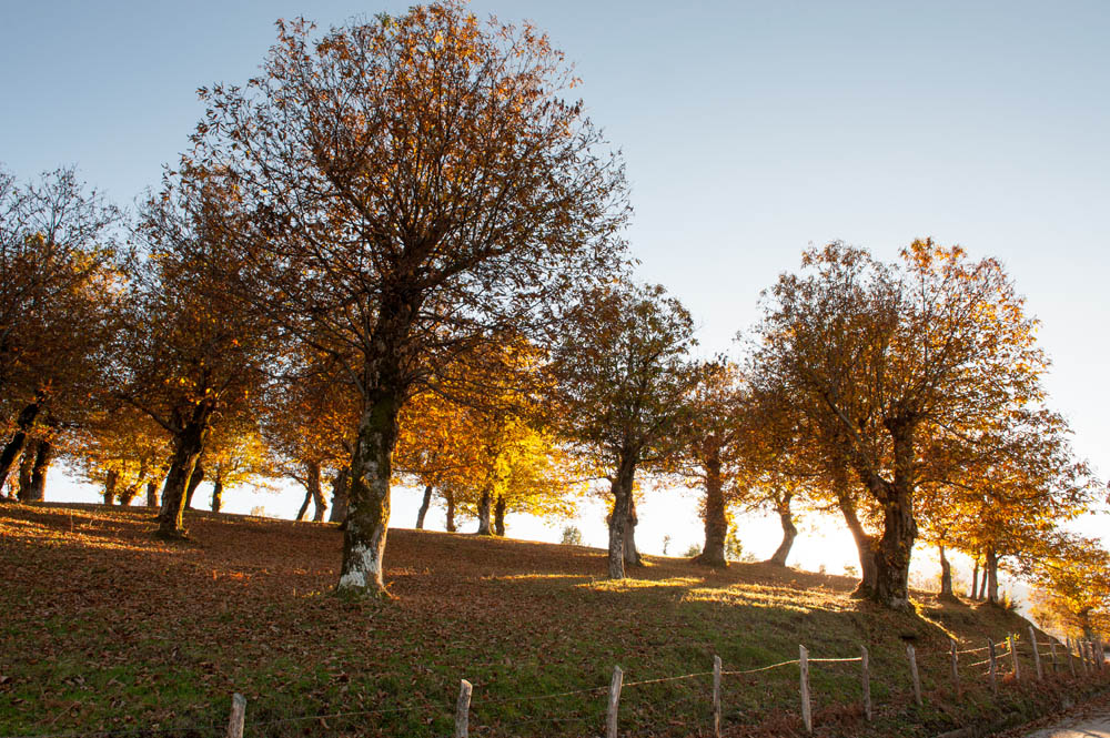 Bagnoli Irpino Castagneti secolari © Natalino Russo
