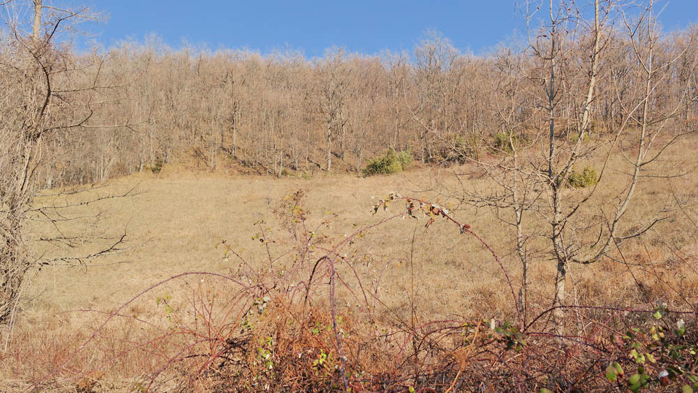 Grizzana Morandi I boschi intorno al borgo © William Dello Russo