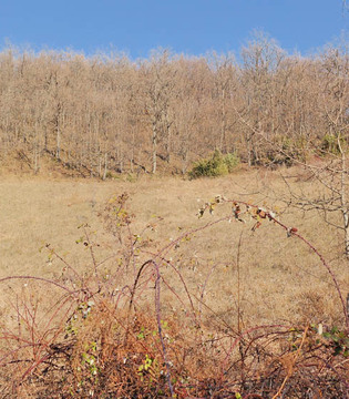 Grizzana Morandi I boschi intorno al borgo © William Dello Russo