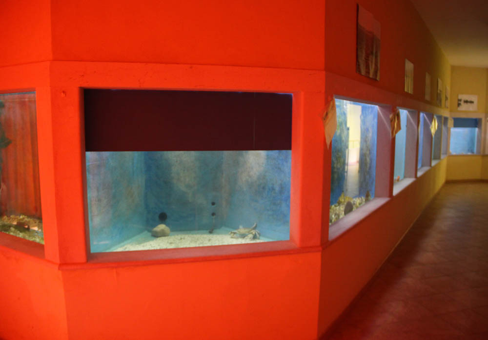 Lesina Vasche nell'Acquario del Centro Visite © Centro Visite Lesina. Foto Giovanni Di Mauro