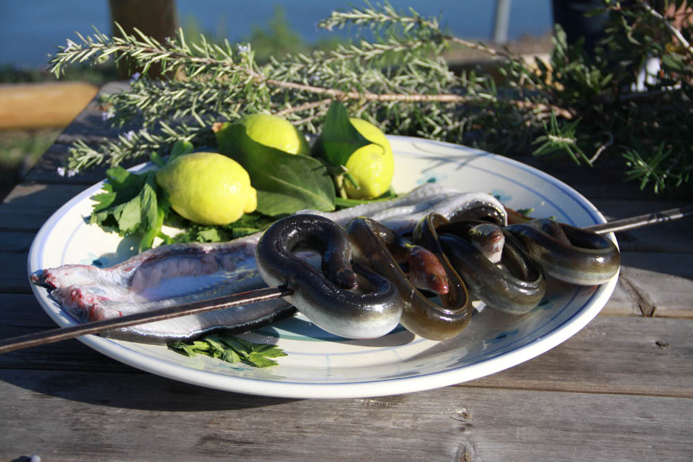 Lesina Anguille della laguna di Lesina © Centro Visite Lesina. Foto Giovanni Di Mauro