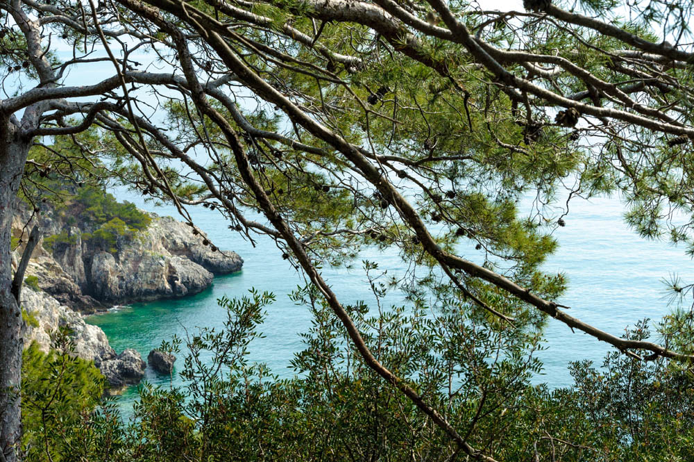 Isole Tremiti Lussureggiante vegetazione a San Domino © Viaggiareinpuglia.it. - Vanda Biffani