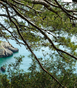 Isole Tremiti Lussureggiante vegetazione a San Domino © Viaggiareinpuglia.it. - Vanda Biffani