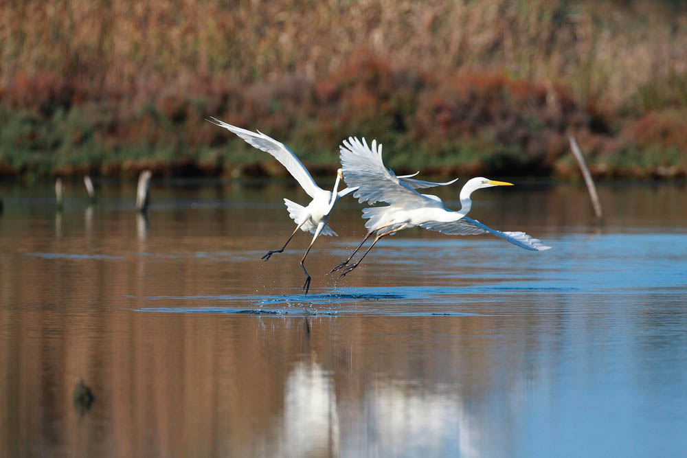 Oasi WWF di Macchiagrande © Francesco Marcone