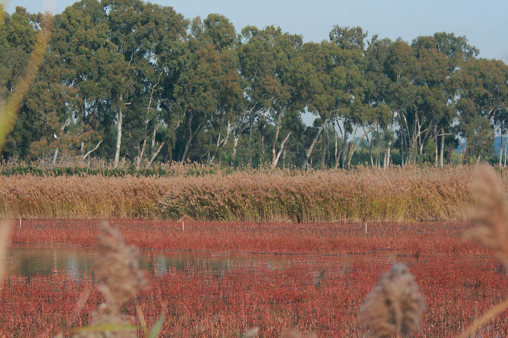 Oasi WWF delle Vasche di Maccarese © Francesco Marcone