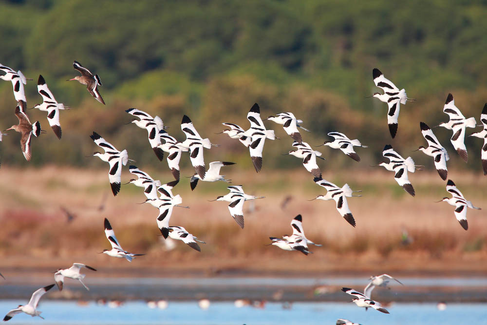 Oasi WWF delle Vasche di Maccarese © Francesco Marcone