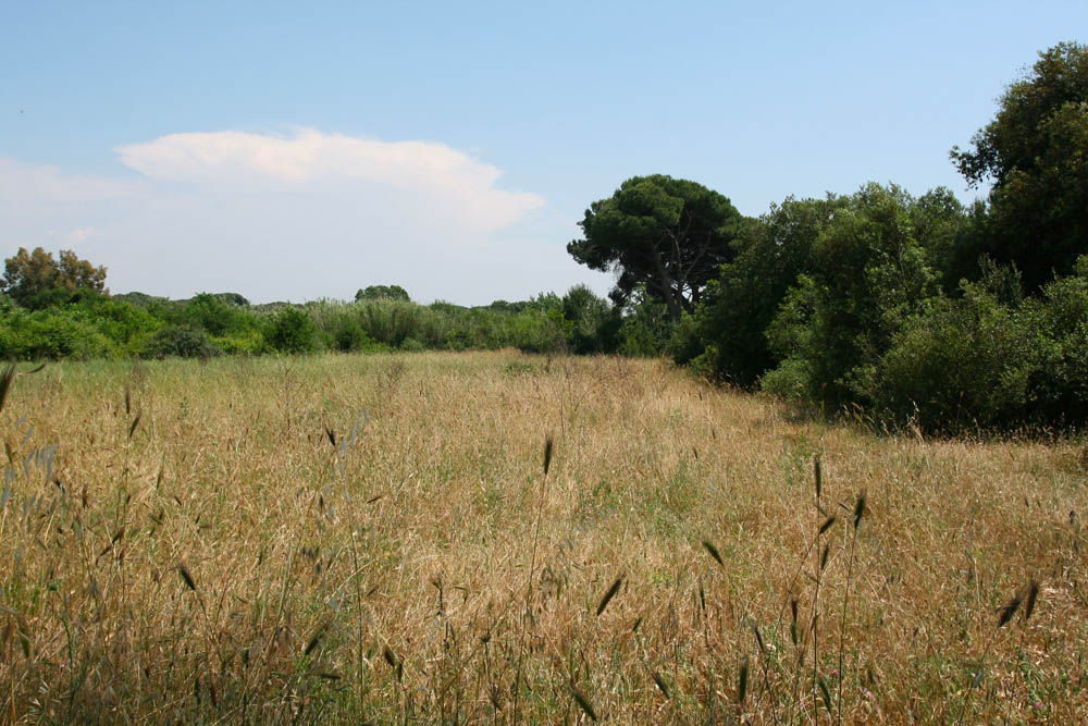 Oasi WWF Bosco foce dell'Arrone © Francesco Marcone